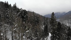 Aerial video of forest in snowy winter day