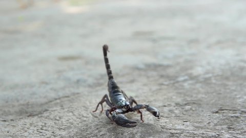Scorpion running on ground. Asian Black scorpion close up view