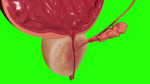 This video shows the prostate and bladder section