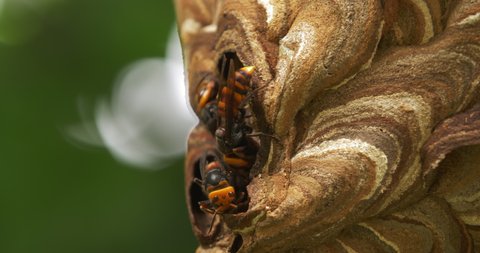 Close up of The World's Biggest Wasp The giant hornet busy building hive beehive nature insect behaviour 4k footage