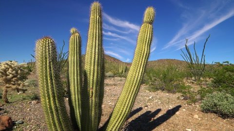 Organ Pipe Cactus National Monument Desert Landscape, Arizona, fly through