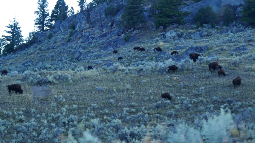 Wild bison roaming in Lamar Valley in Yellowstone National Park (Wyoming)