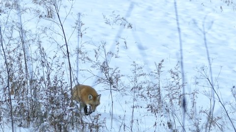 Fox walking in a snowy field with dry twigs before sitting down in snow to rest - HD 24fps