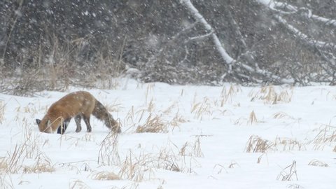 Red fox trying 7 times to catch mouse by jumping in the snow during snowfall - HD 24fps