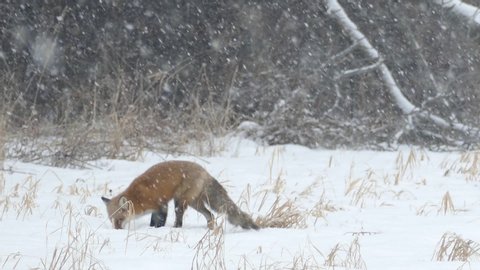 Fox jumping head first in the snow during light snowfall at edge of a field - HD 24fps