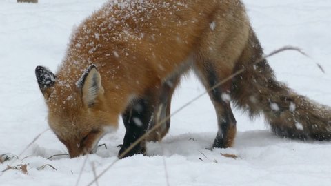 Fox investigating something in the snow in nature garden park in Canada - HD 24fps