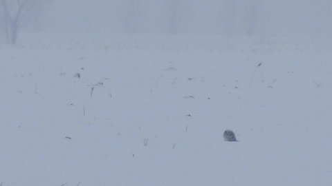 Snowy Owl Bubo Scandiacus taking off in blizard with low visibility - HD 24fps