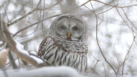 Barred Owl perched in the wild under snow looks at camera and around - HD 24fps