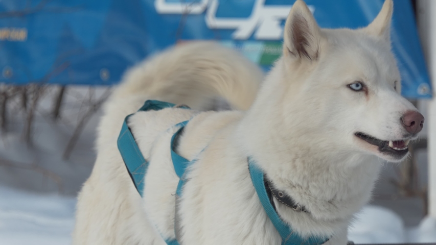 A husky harnessed to a team barks before the race.  Berdsk, Russia, January / 12 / 2020, annual dog sledding race. Siberia.