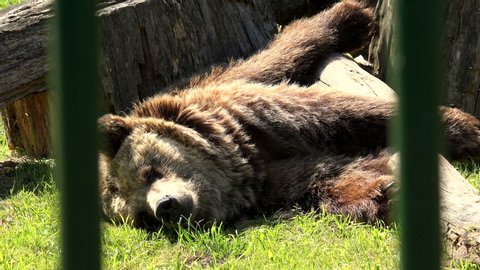 Poor brown bear lying on sunlight in captivity on hot day. Zoom out shot.