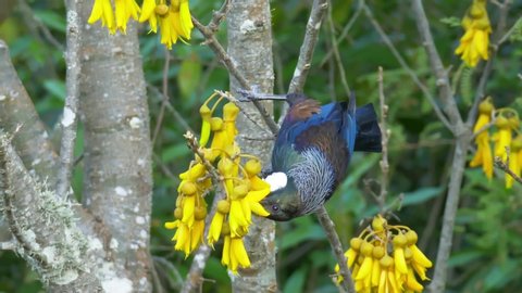 A Beautiful and Vibrant Tui a New Zealand Endemic Bird Feeding and Searching for Nectar Upside Down on Native Kowhai Trees' Flower