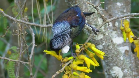 A Beautiful and Vibrant Tui a New Zealand Endemic Bird Feeding and Searching for Nectar on Native Kowhai Trees' Flower