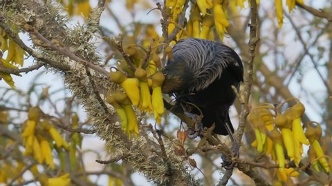 An Up Close Shot of the Beautiful and Vibrant Tui a New Zealand Endemic Bird Feeding and Searching for Nectar on Native Kowhai Trees' Flower