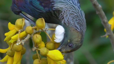 An Up Close Shot of the Vibrant Tui New Zealand Endemic Bird Feeding and Searching for Nectar on a Native Kowhai Trees' Yellow Flower