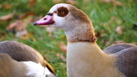 Two Egyptian Geese beside a puddle close up of head on the right moving around.