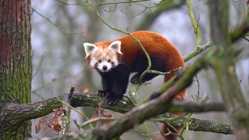 cute-red-panda-ailurus-fulgens-in-a-tree-image-free-stock-photo