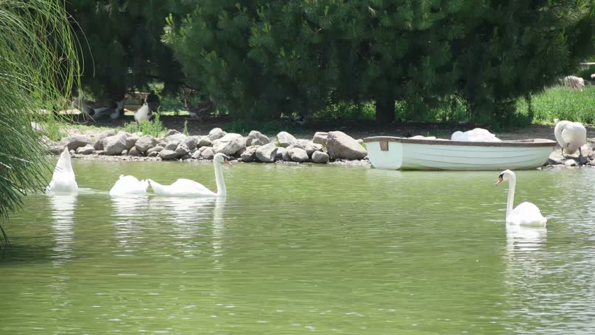 Ducks swimming in lake. Sasali - Izmir, Turkey