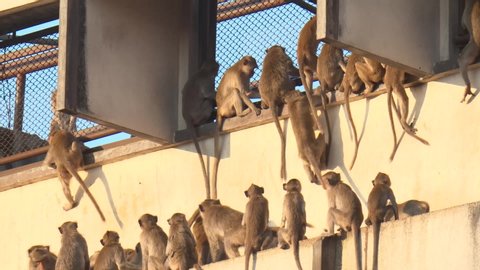 A group of monkeys attack each other in the building, Lop Buri Province , Thailand.
