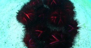 sea urchin  close up moving tropic water scenery underwater
