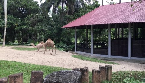 Group of Camels in National Zoo