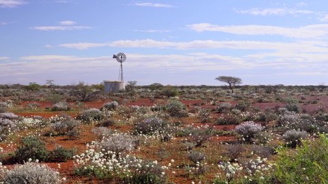 Australian Outback covered with flowers in Spring. Wildflowers in the desert of Australia and windmill. 