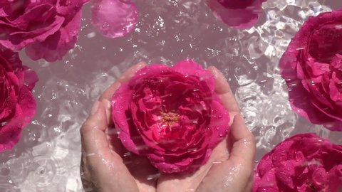 Big rose in woman hands under the rain. Beautiful water composition covered by rose flowers. Slow motion. Top view. Natural lighting.