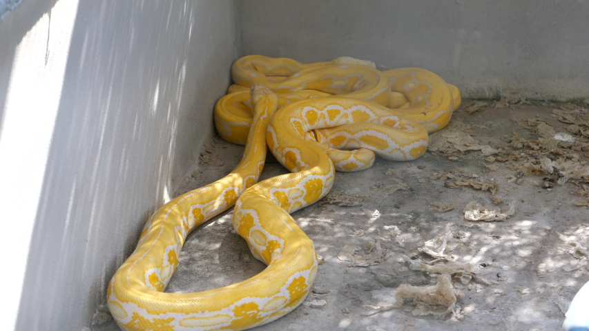 footage of snake in the cage at the zoo