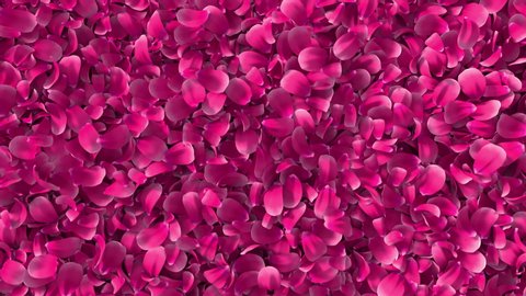 Realistic 3D animation of pink petals explosing to create circle copy space background. Floral Valentine's Day or wedding backdrop. 4k reactive fresh concept.