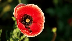 Bee collect pollen on beautiful red poppy flower, Outdoor bee working detail in the morning close up.