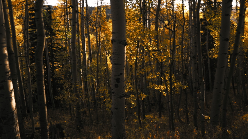 Pattern of Aspens in Autumn
