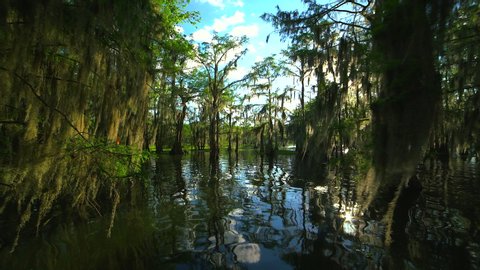 Video tour of Lake Martin Cajun Swamp in spring near Breaux Bridge, Louisiana