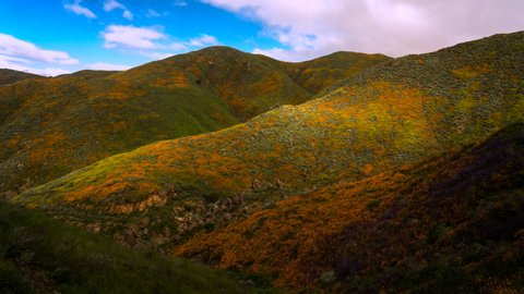 Timelapse of "Super Bloom" California Poppies in Walker Canyon outside of Lake Elsinore, Riverside County, CA