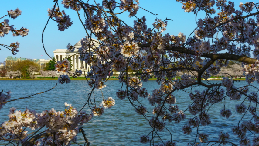 timelapse motion of Tidal Basin, Washington D.C. feature Cherry Blossoms