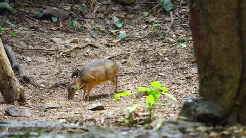 Lesser mouse-deer, Lesser Malay chevrotain found at Kaeng Krachan in Thailand eating cereal food. (Scientific Name : ragulus kanchil) 