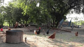 indian small poultry Time-lapse footage. indian rural area small poultry  farming business. Hens in the yard of a hen house. chickens eat millet, time lapse