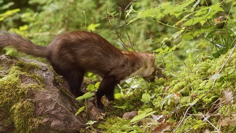 Beech Marten (Martes foina) hunting in the deep forest at dusk.