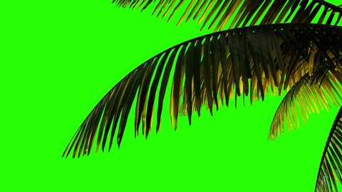 Palm branch and leaves in the wind on a greenscreen background. 
