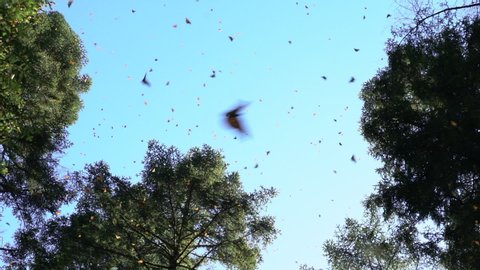 Monarch Butterfly migration in Michoacan forest, Mexico - Slow Motion 120fps HD