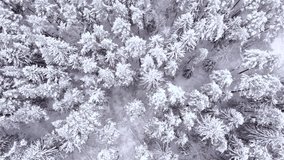 Beautiful landscape with trees under snow. Snowy forest. Countryside travel background. Cold weather. Aerial view of winter woodland. Drone view. Stock photo. Stock video.