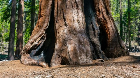 Timelapse tracking shot of sunlight on trunk of Giant Sequoia in Mariposa Grove in Yosemite National Park