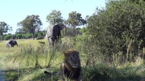 A majestic male lion avoids confrontation two large African elephant bulls, carefully walking away from them.