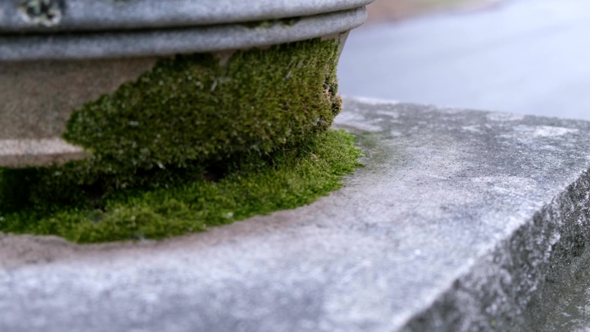 Moss planter Stock Video Footage - 4K and HD Video Clips | Shutterstock