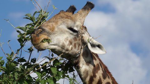 Giraffe browses on leaves at the top of a tree.