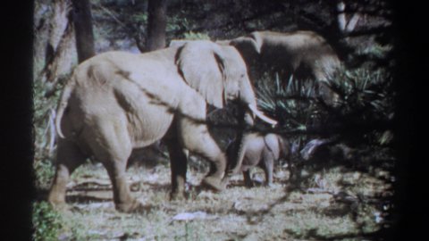 KHARTOUM SUDAN-1969: Two Big And One Baby E Loo Elephants Are Moving Around The Jungle