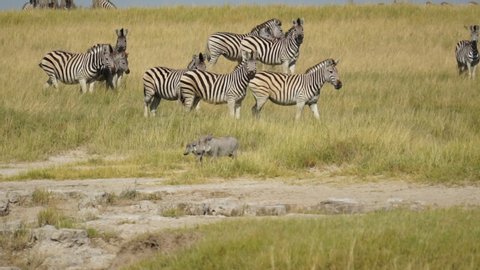 Curious plains zebra look on, as a mother and baby warthog come down to the waterhole for a drink. Makgadikgadi Pans, Botswana, Africa.