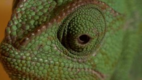 Green chameleon's eyes looking around, macro close up, 4k studio shot