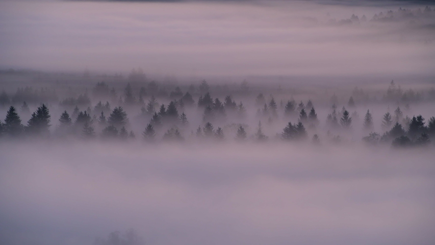 Aerial view of fog in the forest, Pupplinger Au, Germany