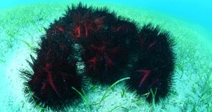 shiny red color sea urchin school grouping together to mate underwater scenery tropical