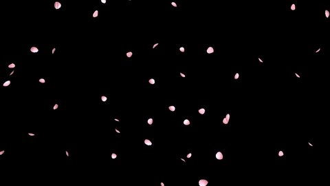 Animation of falling cherry blossom petals, black back