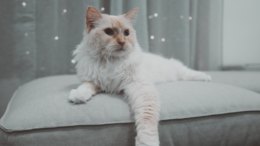 White Ragdoll Flamepoint Playful Fluffy Cat Looking At the Camera Blue Eyed On Coach Sofa bed With Flashing Lights Behind Closeup 